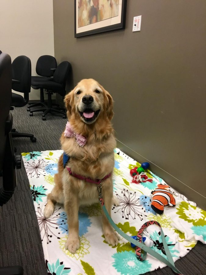 Therapy Dog on Campus Comforts Students and Staff