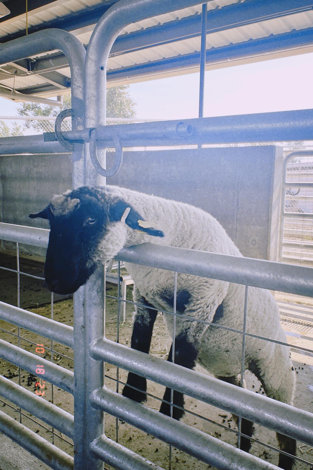 In the sheep, goat and pig barn, a sheep named Mazie resides in the barn. She climbs on the railing to get fed and pet.